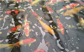 草莓左手视频APP污最新版農家樂