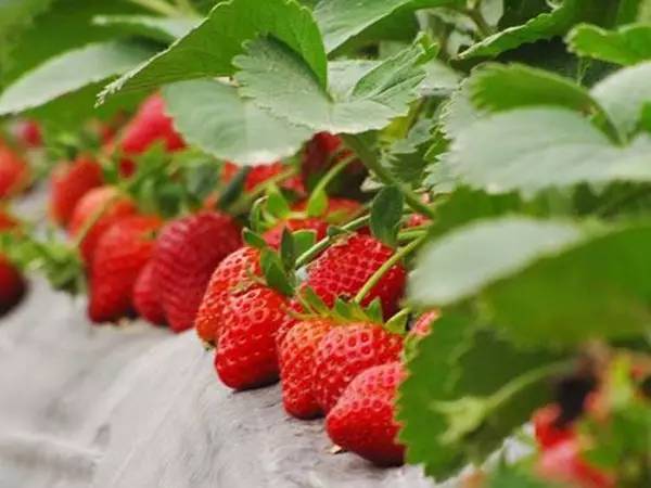 重慶草莓左手视频APP污最新版